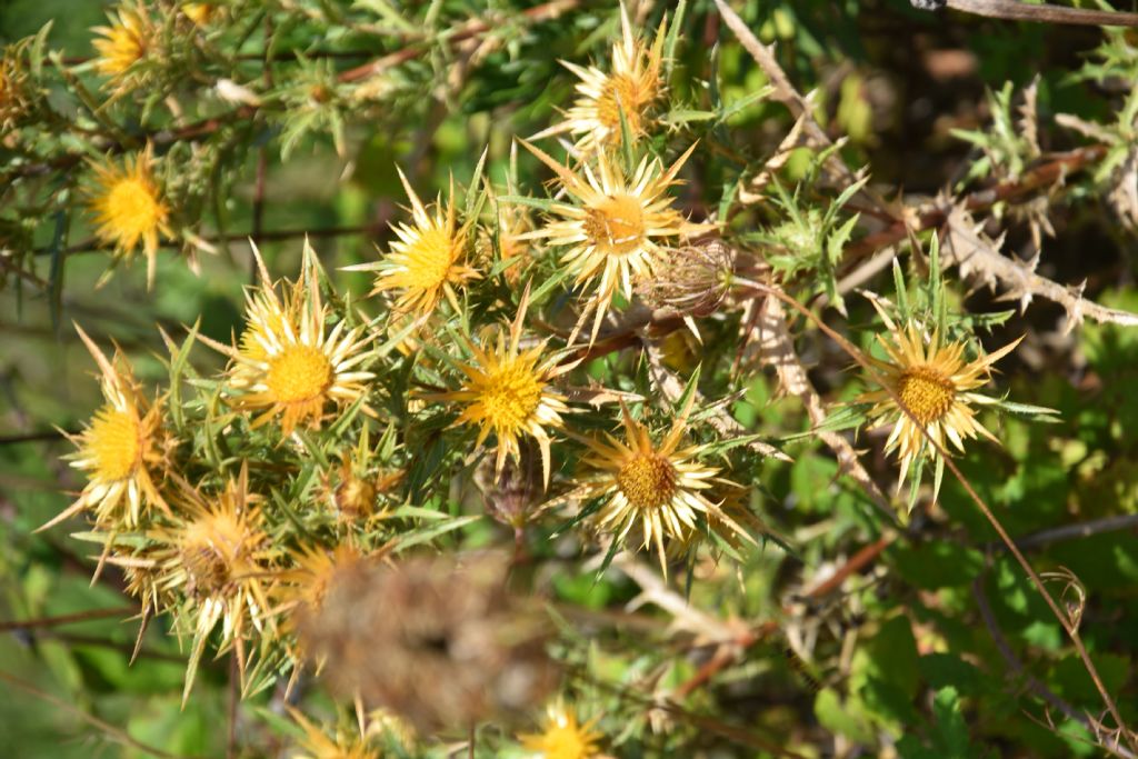 Carlina corymbosa